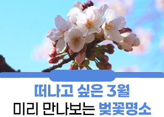？？ 대신달려드림 ？？ 떠나고 싶은 3월, 미리 만나보는 벚꽃명소 추천 대청호 벚꽃길 & 하동십리 벚꽃길 ？？